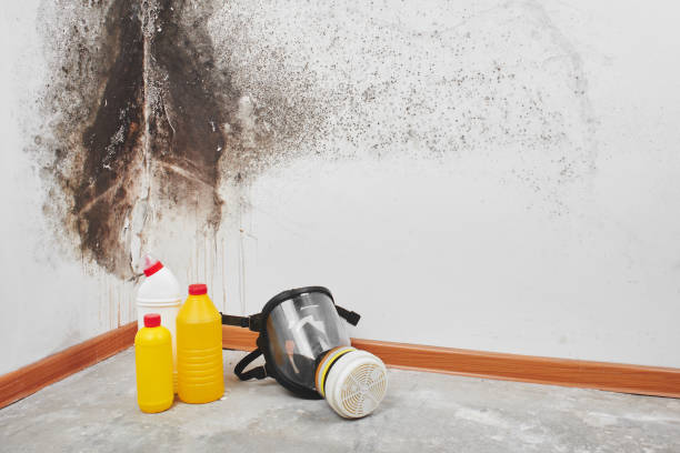 Reliable Abingdon, VA Mold Removal Solutions