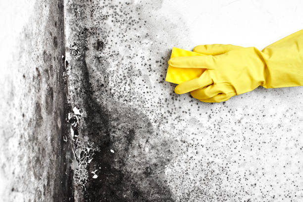 Best Home Mold Removal  in Abingdon, VA