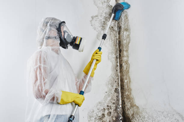 Best Mold Damage Repair  in Abingdon, VA