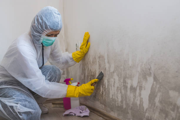 Best Residential Mold Removal  in Abingdon, VA