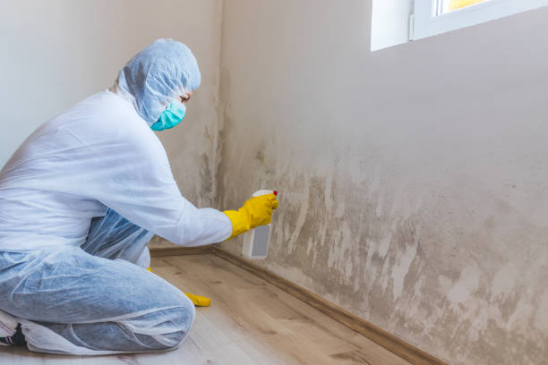 Attic Mold Removal in Abingdon, VA