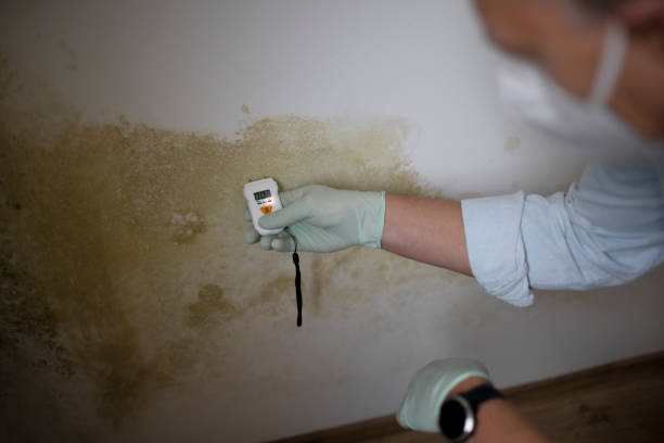 Best Commercial Mold Removal  in Abingdon, VA