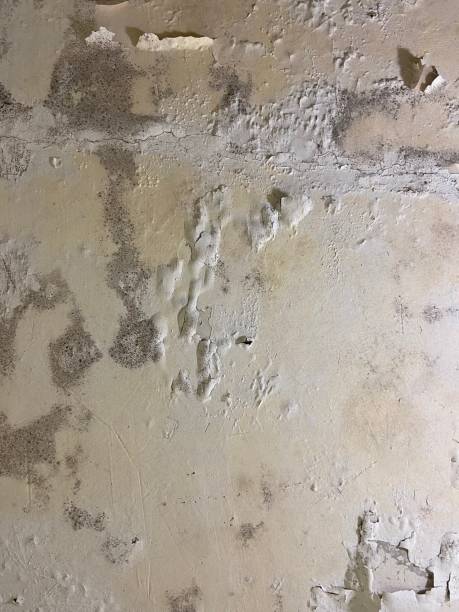Best Toxic Mold Removal  in Abingdon, VA