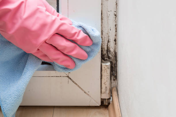 Best Local Mold Removal Service  in Abingdon, VA