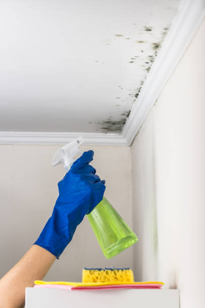 Attic Mold Removal in Abingdon, VA